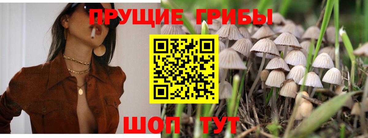 Псилоцибиновые грибы Psilocybe Обь